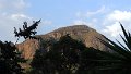 AMO (347)